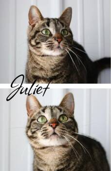 Juliet -  Domestic Short Hair Cat for Adoption in Pierceton, Indiana - Juliet | PetCurious