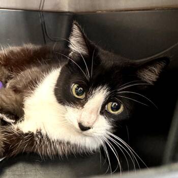 Domestic Short Hair Cats Available for Adoption in Salt Lake City, Utah - Roxy | PetCurious