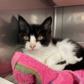 Dora -  Domestic Short Hair Cat for Adoption in Hawthorne, California - Dora | PetCurious