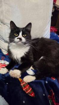 Domestic Short Hair Cats Available for Adoption in Cleveland, Ohio - Chalupa | PetCurious