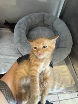 Domestic Short Hair Cats Available for Adoption in Farmers Branch, Texas - Elliott | PetCurious
