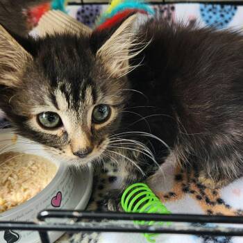 Dunnit @ Pet Supermarket on Bacons Bridge Rd. -  Domestic Medium Hair Cat for Adoption in Summerville, South Carolina - Dunnit @ Pet Supermarket On Bacons Bridge Rd. | PetCurious