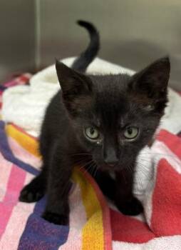 Tory -  Domestic Short Hair Cat for Adoption in Charleston, South Carolina - Tory | PetCurious
