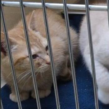 Quasor -  Tabby and Tiger Cat for Adoption in Clarksville, Virginia - Quasor | PetCurious