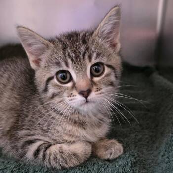 Domestic Short Hair Cats Available for Adoption in Council Bluffs, Iowa - Chrissy | PetCurious
