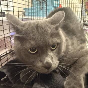 Smokie -  Domestic Short Hair Cat for Adoption in Chicago, Illinois - Smokie | PetCurious