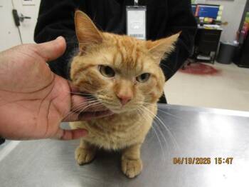 Domestic Short Hair Cats Available for Adoption in Marietta, Georgia - Luka(624) | PetCurious