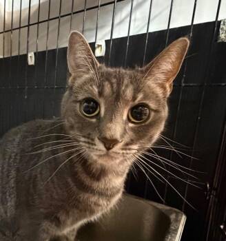 Luna -  Domestic Short Hair Cat for Adoption in Lancaster, Pennsylvania - Luna | PetCurious