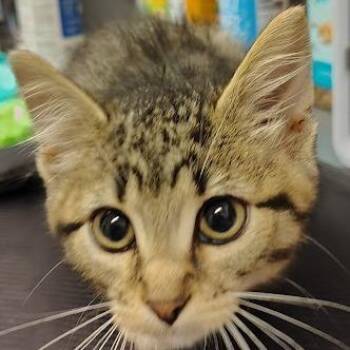 Pam -  Domestic Short Hair Cat for Adoption in Cedar Rapids, Iowa - Pam | PetCurious