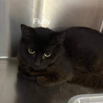 Fluffy -  Domestic Long Hair Cat for Adoption in Knoxville, Tennessee - Fluffy | PetCurious