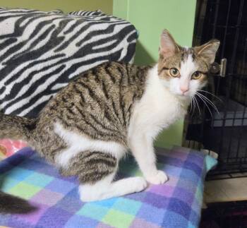William -  Tabby Cat for Adoption in New Albany, Ohio - William | PetCurious
