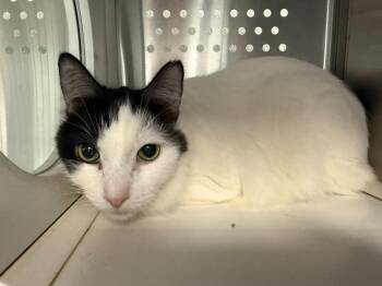 Tuxedo Cats Available for Adoption in Jackson, Michigan - Loki ("Thor") | PetCurious