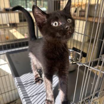 Diet Lemonade -  Domestic Short Hair Cat for Adoption in Rocky Mount, Virginia - Diet Lemonade | PetCurious