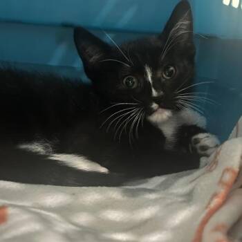Frankenstein -  Domestic Short Hair Cat for Adoption in Walnut Creek, California - Frankenstein | PetCurious