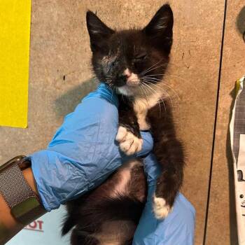 Yakko -  Domestic Short Hair Cat for Adoption in Tampa, Florida - Yakko | PetCurious