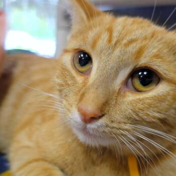 Cheeto (yellow collar) -  Domestic Short Hair Cat for Adoption in Michigan City, Indiana - Cheeto (yellow Collar) | PetCurious