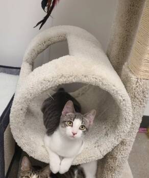 Rescue Domestic Short Hair Cats for Adoption in Westfield, Wisconsin - Teddy #6 | PetCurious