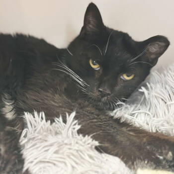 Rescue Domestic Short Hair Cats for Adoption in Port Washington, New York - Abira | PetCurious