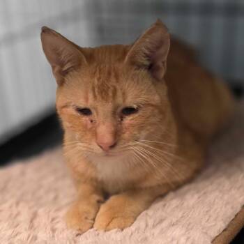 Ramsey -  Domestic Short Hair Cat for Adoption in Huntsville, Alabama - Ramsey | PetCurious