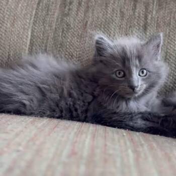 Grey -  Domestic Long Hair Cat for Adoption in Kenai, Alaska - Grey | PetCurious