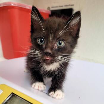 Sylvester -  Domestic Medium Hair Cat for Adoption in Belfair, Washington - Sylvester | PetCurious