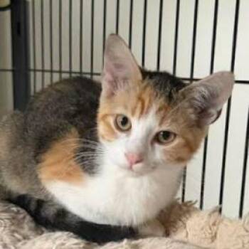 Rosie -  Domestic Short Hair Cat for Adoption - Rosie | PetCurious