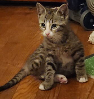 Rescue Domestic Short Hair Cats for Adoption in West Mifflin, Pennsylvania - Mittsu | PetCurious