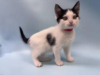 Milk Tea -  Domestic Short Hair Cat for Adoption in Woodbury, Minnesota - Milk Tea | PetCurious