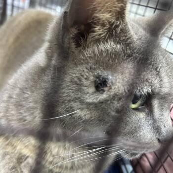 American Shorthair Cats Available for Adoption - Luna | PetCurious