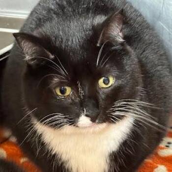 Domestic Short Hair Cats Available for Adoption in Austin, Texas - Dirks | PetCurious