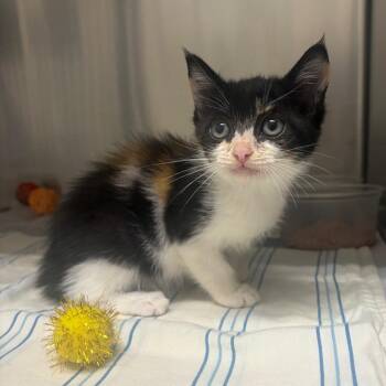 Captain Phasma -  Domestic Short Hair Cat for Adoption in Milton, Florida - Captain Phasma | PetCurious
