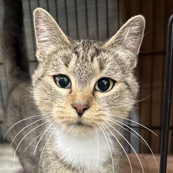 Cleo -  Domestic Short Hair Cat for Adoption in Bismarck, North Dakota - Cleo | PetCurious