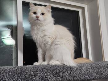 Siamese Cats Available for Adoption - Coconut | PetCurious