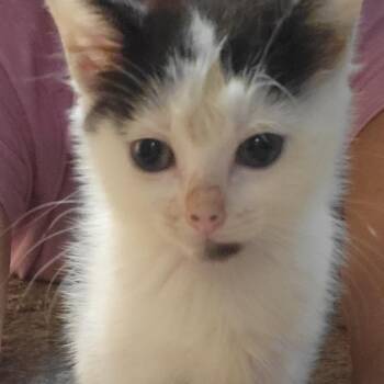 Dipsy -  Domestic Short Hair Cat for Adoption in Wichita, Kansas - Dipsy | PetCurious