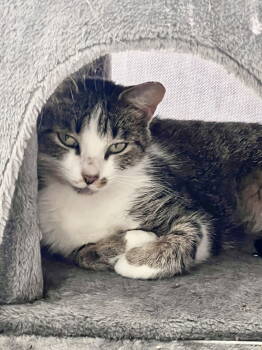 Rescue Domestic Short Hair Cats for Adoption in Camden, South Carolina - Scallop | PetCurious