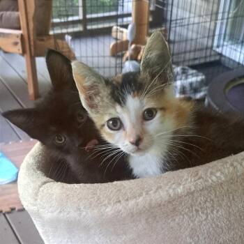 Cucumber -  Domestic Medium Hair Cat for Adoption in Chattanooga, Tennessee - Cucumber | PetCurious