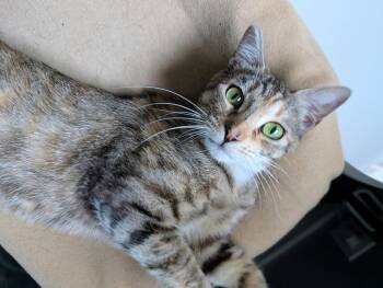 Domestic Short Hair Cats Available for Adoption in San Jose, California - Jasper (Courtesy Post) | PetCurious
