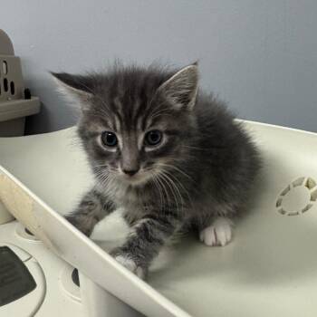 Domestic Short Hair Cats Available for Adoption in Columbus, Georgia - EDM | PetCurious