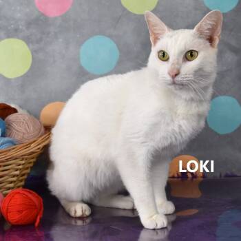 Rescue Domestic Short Hair Cats for Adoption in Yuma, Arizona - Loki | PetCurious