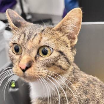 Rescue Domestic Short Hair Cats for Adoption in Des Moines, Iowa - Butterfly | PetCurious