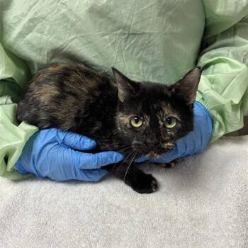 Rachel -  Domestic Short Hair Cat for Adoption in Tempe, Arizona - Rachel | PetCurious
