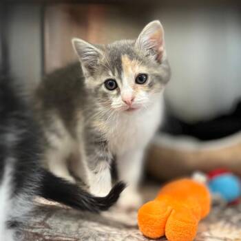 Domestic Short Hair Cats Available for Adoption in Nashville, Indiana - May | PetCurious