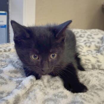 Little Foot -  Domestic Short Hair Cat for Adoption in Medford, Oregon - Little Foot | PetCurious