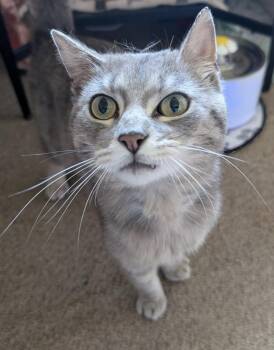 Domestic Short Hair Cats Available for Adoption in Tomah, Wisconsin - Smokey | PetCurious