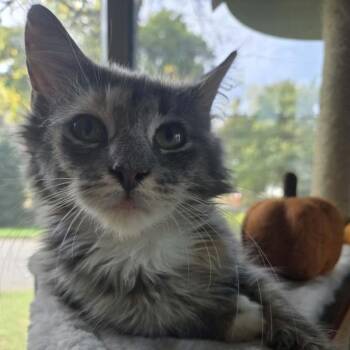 Cora -  Domestic Medium Hair Cat for Adoption in Madison, Wisconsin - Cora | PetCurious