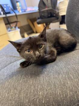 Penny -  Domestic Short Hair Cat for Adoption in Harbor Springs, Michigan - Penny | PetCurious