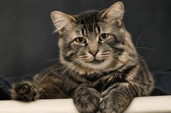 Paros -  Domestic Long Hair Cat for Adoption in Montreal, Quebec - Paros | PetCurious