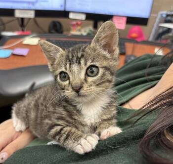 PEPE -  Domestic Short Hair Cat for Adoption in Thousand Palms, California - PEPE | PetCurious