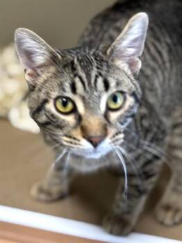 Domestic Short Hair Cats Available for Adoption in Brewster, Massachusetts - JJ | PetCurious