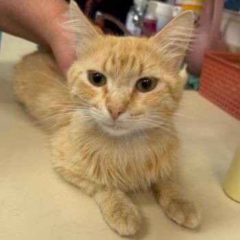 Domestic Long Hair Cats Available for Adoption in Ardmore, Oklahoma - Archer | PetCurious